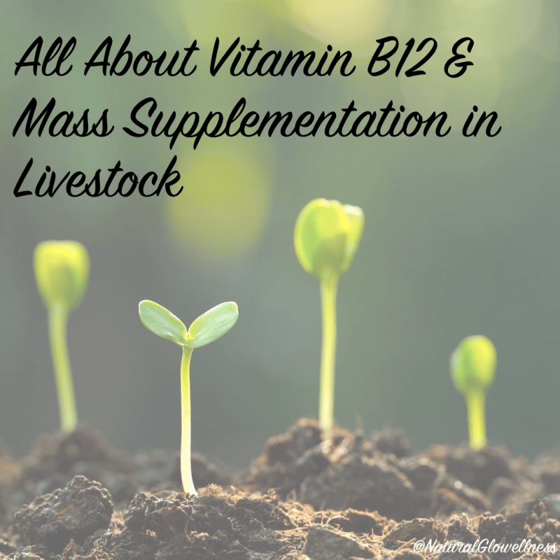 Vitamin B12 Basics & Mass Supplementation in&nbsp;Livestock